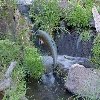 High Desert Museum, Hwy 97, Bend, Or. Live trout jumping in stream waterfall.