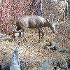 High Desert Museum, Hwy 97, Bend, Or. Meadow with large transplanted willows and Bronze Deer sculpture.